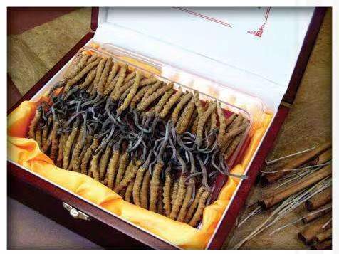 保德冬虫夏草回收